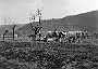 Tre coppie di buoi trainano l'aratro. Alla fine uno degli animali crolla a terra.Aprile 1956.(Oscar Mario Zatta) 2